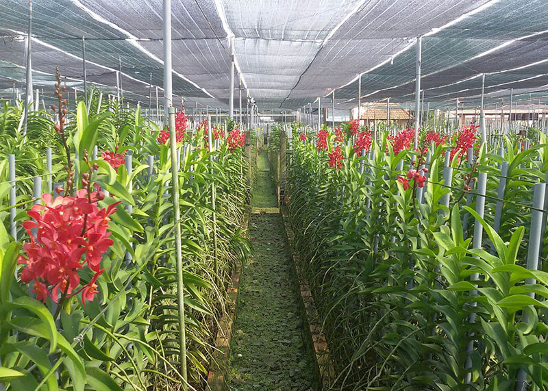 Lưới Thái trồng lan, che vườn lan